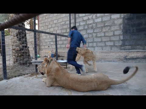 Thumbnail for عضة أسد ولا نظرة حسد