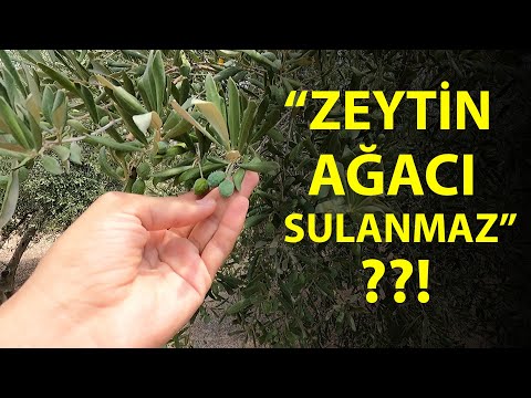 Zeytinde Sulamanın Önemi || Sulanan Zeytindeki Değişim