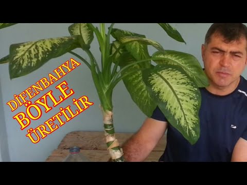 Difenbahya nasıl üretilir