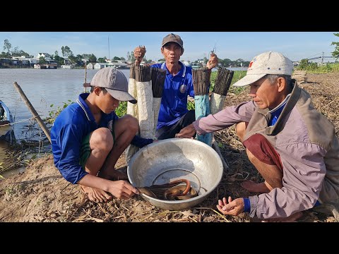 Đặt Trúm Lươn Trên Cồn Khánh Hòa Toàn Lươn Lớn Về Nấu Canh Chua Tiếp Khách Đến Thăm.Góc Làng Quê#740