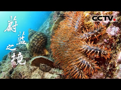 Thumbnail for 你见过这样的海洋吗?丝毫没有人类的踪迹 风平浪静的海底藏着各种奇异的海洋生物!《蔚蓝之境》【CCTV纪录】