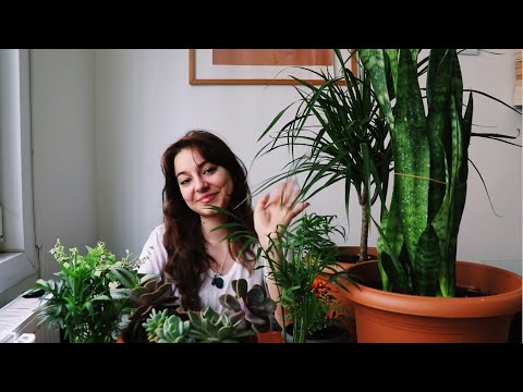 40 m2’lik evde bitki yetiştirmek | Salon bitkilerine nasıl bakılır?