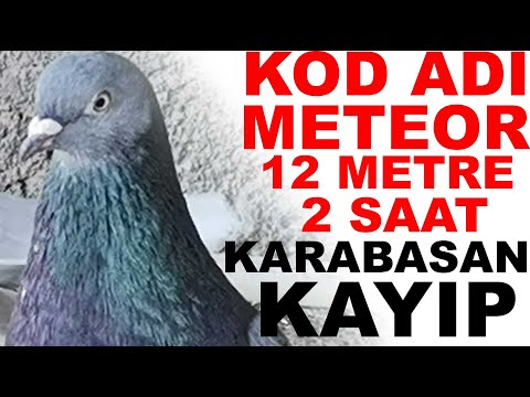 Hemcins Güvercinler Birbiri İle Neden Eş Olur ? Güvercin Uçumu