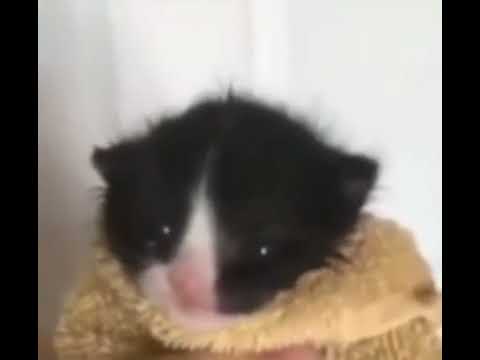 gato falando "OH MY GOD"