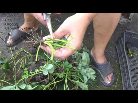 Высадка клубники осенью. Подготовка участка и высадка клубники!