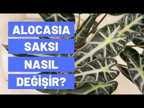 Alocasıa (Hibrit Filkulağı) Saksı Nasıl Değiştirilir? Saksı Değişiminde 4 Temel Madde Nedir?