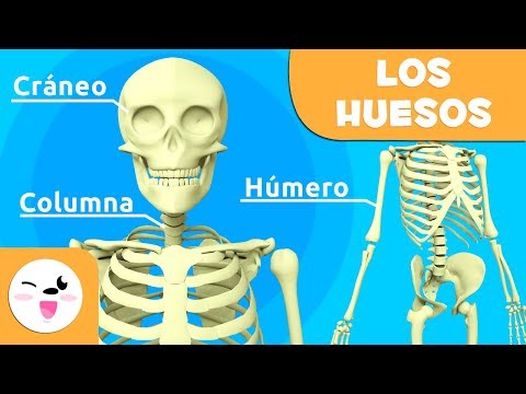 Los huesos para niños | El sistema óseo | El cuerpo humano para niños