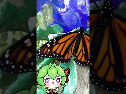 Bug Facts: Migratory Monarchs