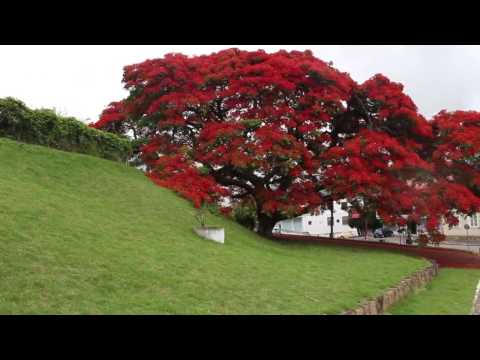 Flamboyant - Rodeio-SC