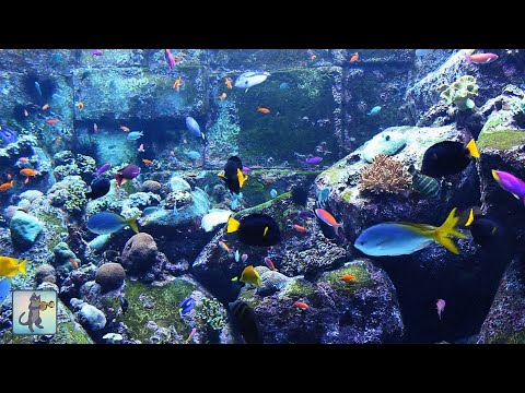 Thumbnail for 3 HOURS of Beautiful Coral Reef Fish, Relaxing Ocean Fish, Aquarium Fish Tank & Relax Music 1080p HD