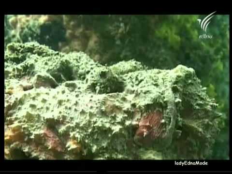 Thumbnail for สารคดี  สัตว์ประหลาดแห่งท้องทะเล