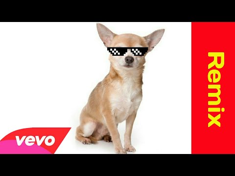 El niño que hace como perro -El Remix perron(Vídeo oficial)ESTRENO*