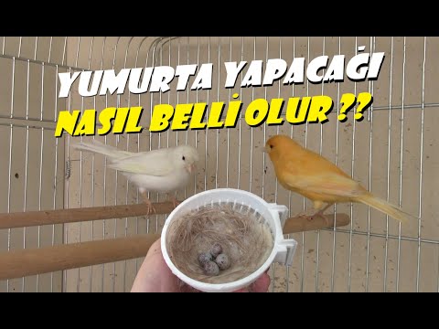 Thumbnail for Hamile Kanarya | YUMURTLAYACAĞI NASIL ANLAŞILIR ?