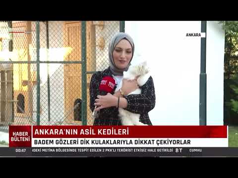 Thumbnail for Ankara’nın kıymetlisi Ankara kedileri