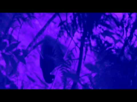 Boards Of Canada - Seven Forty Seven