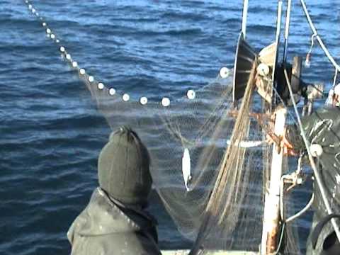 karasuda palamut avı 2011