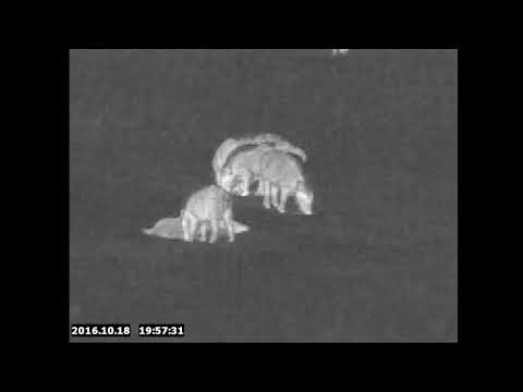 Охота на кабана с засидки (выстрел - кабан, выстрел - кабан)