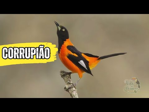 Canto do corrupião | Vida dos Pássaros