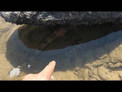 Thumbnail for 阿明赶海竟撞见鲨鱼的老巢，一眼望去还不止一条，这感觉太刺激了