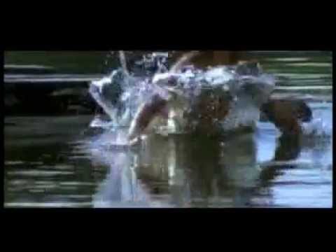 Naturaleza ( Darlenis Sicilia/Representante en el extranjero)