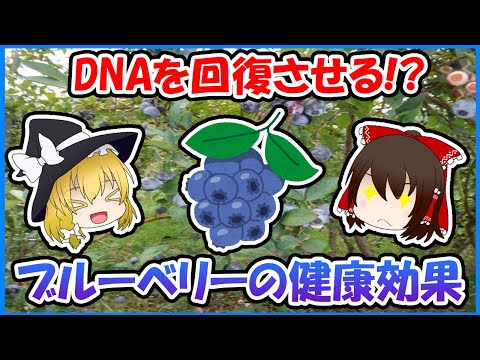 Thumbnail for DNAを回復させる!?ブルーベリーの驚愕の健康効果を深堀り!【ゆっくり解説】