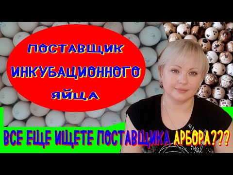 поставщик инкубационного яйца