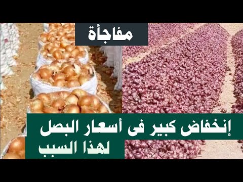 Thumbnail for مفاجأة إنخفاض كبير فى أسعار البصل لهذا السبب شاهد