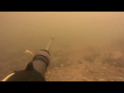 подводная охота на сазана весна 2023г