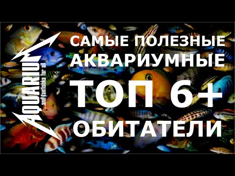 Thumbnail for Самые полезные аквариумные обитатели: санитары и чистильщики!