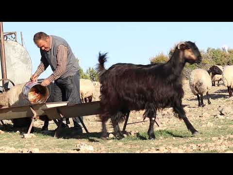 zirvedeki Issızlık ( Çoban hayatı, Dağda gece koyun gütme, )