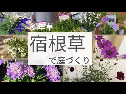Thumbnail for 【ガーデニング】宿根草と多年草　秋の植え付け