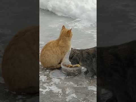 #shorts  Кошки и коты - Кормим.