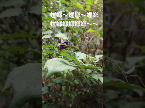 Thumbnail for 螳螂