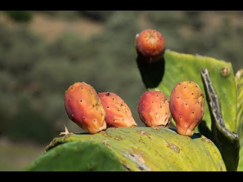 Thumbnail for Kaktüs Meyvesi nasıl kopartılır ve nasıl yenilir?