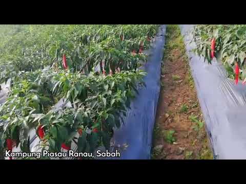 Thumbnail for Ladang Tanaman Cili Merah ????️种植 红辣椒 采收