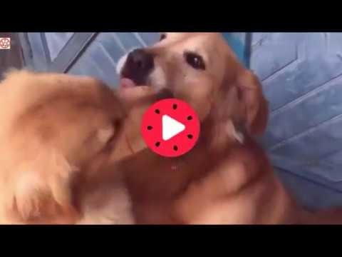 Thumbnail for 金毛艾迪是宠妻狂魔，老婆第一那是没的说