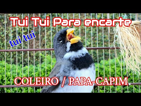 Thumbnail for ENCARTE seu COLEIRO/ Papa-capim tui tui para pardos e filhotes