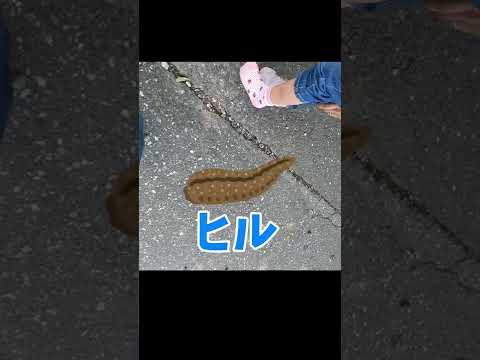 転んだだけなのに… 危険生物