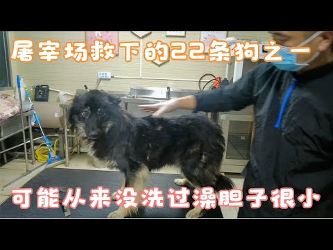 屠宰場救下的22條狗之一，可能從來沒洗過澡，大家起個名字吧