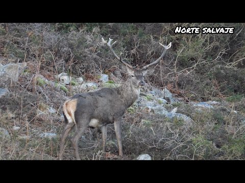 Desmogue del ciervo en directo (deer lose antlers)
