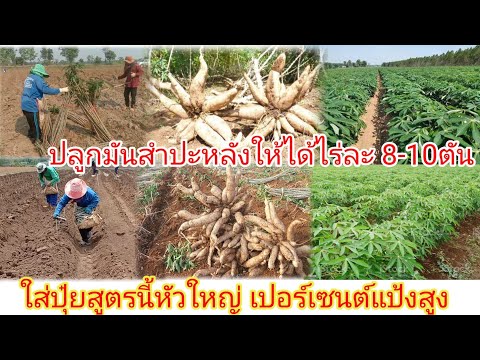 วิธีปลูกมันสำปะหลังให้ได้8-10 ตันต่อ 1ไร่ และการใส่ปุ๋ยที่ถูกสูตร
