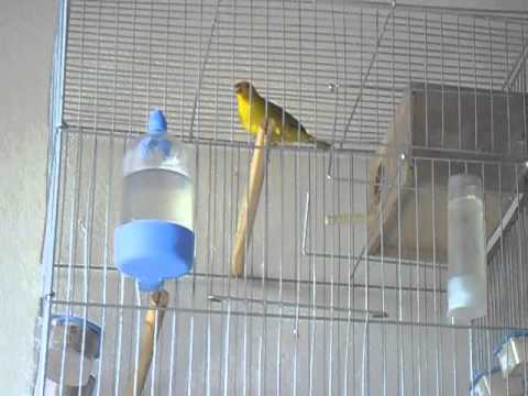 Canário Terra disputando !!!!