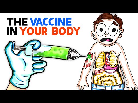 Thumbnail for What The COVID Vaccine Does To Your Body