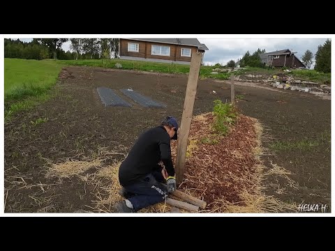Thumbnail for Vattupenkin tukikepit, mansikkamaan käytäviin katteet sekä päärynäsato