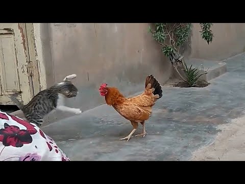 Thumbnail for КУРИЦА В ДЕЛЕ... Курицы против Кобры, Ястреба, Крысы, Лисицы!