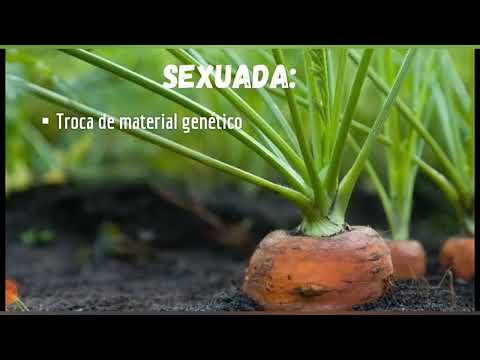 Olericultura - Cenoura.