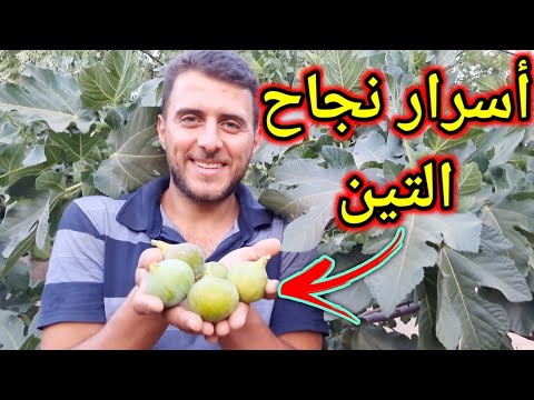 ستتفاجئ من شجرة التين اذا طبقت هذه ال5 نصائح !