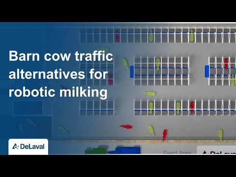 Thumbnail for Barn cow traffic alternatives for robotic milking | DeLaval