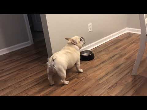 Thumbnail for Angry French Bulldog on Diet Throws Tantrums for Not Getting Food - 1065754