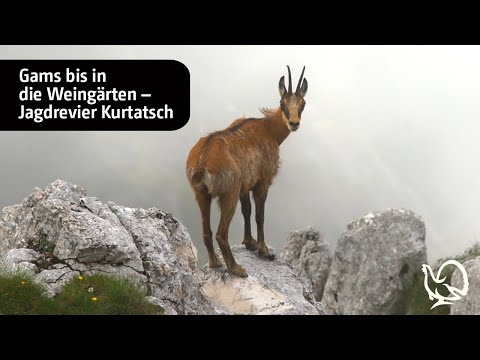 Jagdrevier Kurtatsch – Gams bis in die Weingärten
